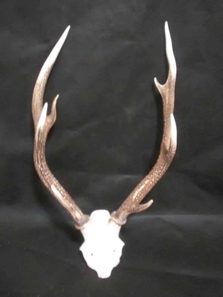 Amazon.co.jp: 鹿の角 鹿の骨 オブジェ : ホーム＆キッチン